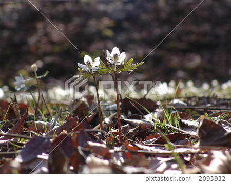 March March Seven-Bunsou and Buttercup family 70 2093932