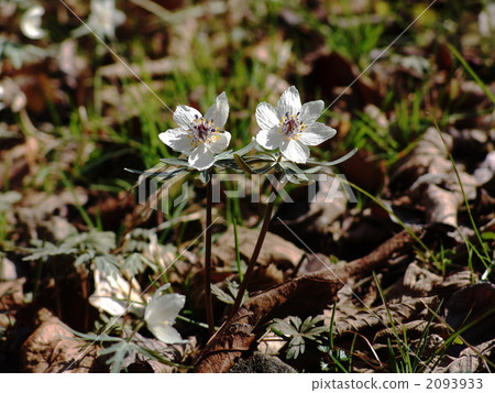 March March Seven-Bunsou · Buttercup family 71 2093933