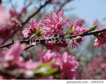 April Chryomomo · Rosaceae 01 April Chryomomo · Rosaceae 01 2093939