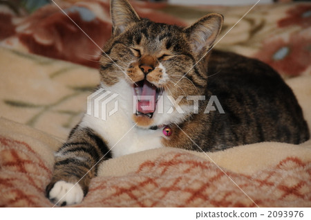 cat, pussy, land mammals 2093976