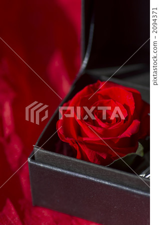 A red rose A red rose 2094371