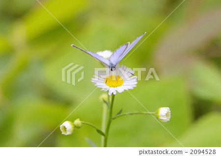 野菊花和Murasaki shijimi 2094528