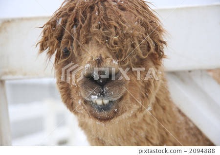 Dreadlock羊駝 2094888