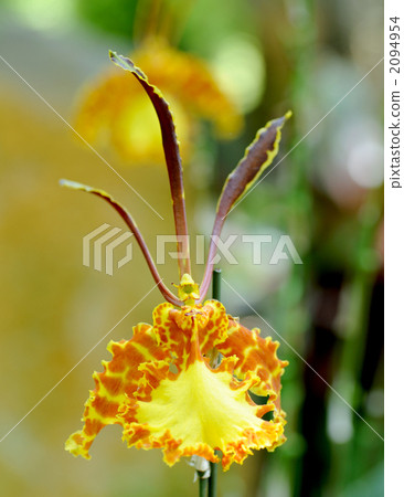 Onshidium · Papilio Onshidium · Papilio 2094954