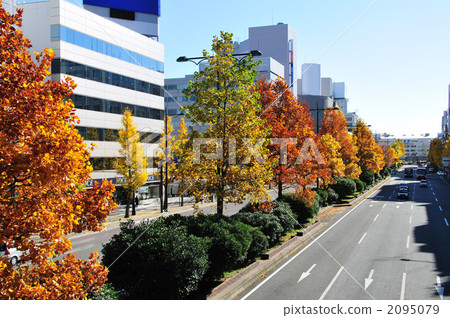 Niigata Ekimae街的秋葉 Niigata Ekimae街的秋葉 2095079