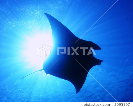 Ishigakijima的Manta Ishigakijima的Manta 2095597