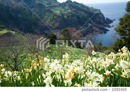 Echizen Narcissus 2095985