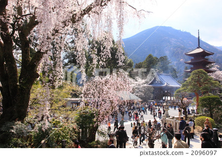 Cherry blossoms at Mt. Oba 2096097