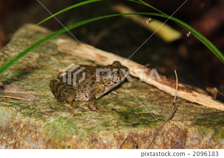  Bamboo shoots 2096183