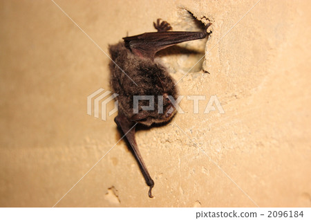 Momo Giro bat _ 8590 2096184