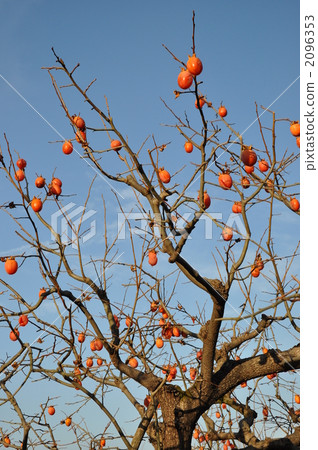 Persimmon tree 2096353