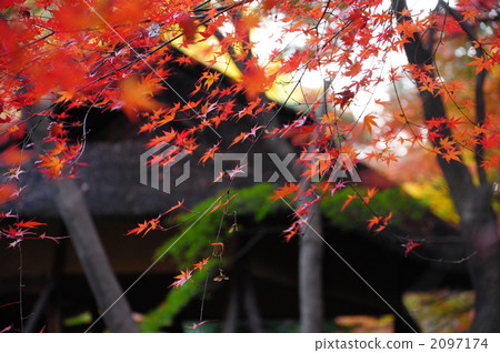 紅葉 楓樹 紅楓 2097174