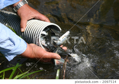 Release of Ayu 2097514