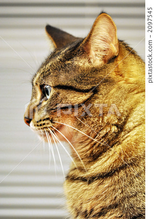 indoor, bengal, bengali 2097545