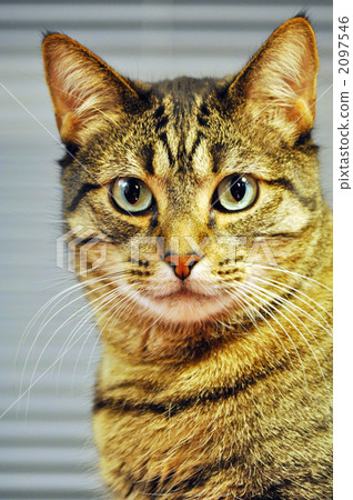 bengal, bengali, cat 2097546