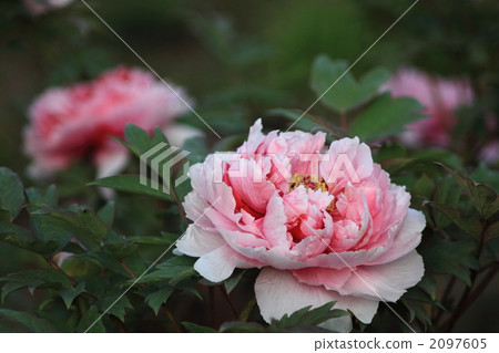 peony, button, buttons 2097605