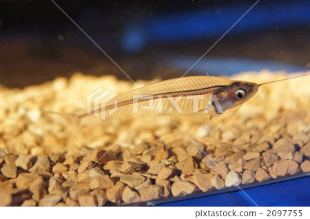 Translucent fish Translucent fish 2097755