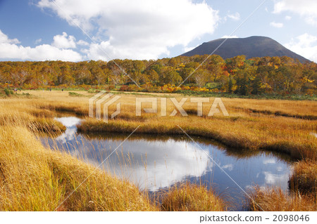 shinsennuma, maple, yellow leafe 2098046