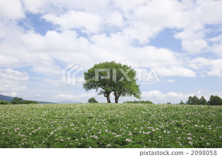 nihongi, nihonki, potaflower 2098058