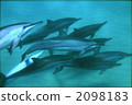 Dolphin 2098183