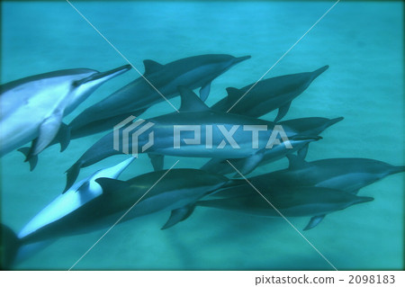 Dolphin Dolphin 2098183
