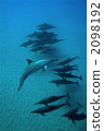 Dolphin 2098192