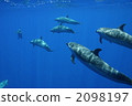 Dolphin 2098197