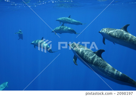 微調海豚 2098197