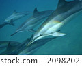 Dolphin 2098202