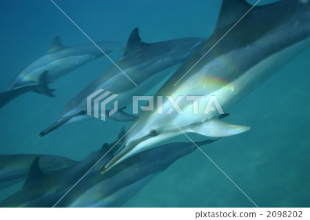 Dolphin 2098202