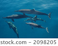 Dolphin 2098205