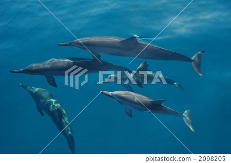 Dolphin Dolphin 2098205