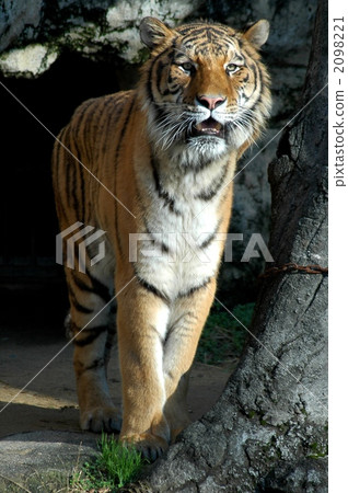 Amur Tiger in endangered crisis Amur Tiger in endangered crisis 2098221