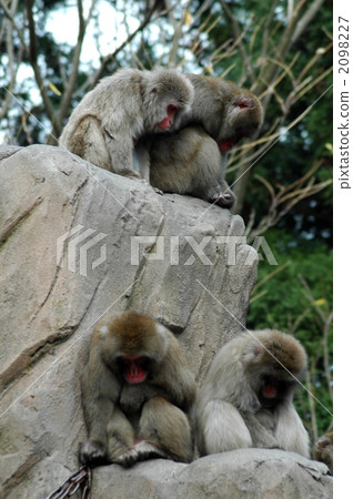 一隻猴子好像他/她正在反映這四個人 2098227