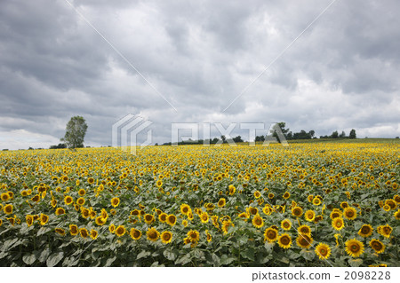向日葵園 北海道 向日葵 2098228