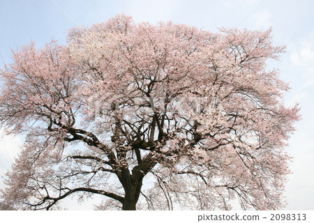 Cherry blossoms at Mizuka Cherry blossoms at Mizuka 2098313