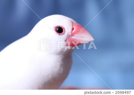 見到你很高興♪我是Buncho Bun-chan 2098497