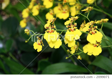 Fuchsia trifilla Fuchsia trifilla 2099071