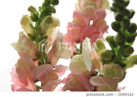 Snapdragon, simple, pale 2099182