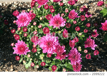 Valor Maria Callas 2099222