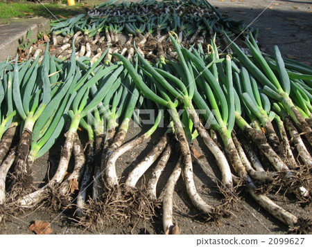 welsh onion, long onion, leek 2099627