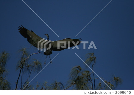 Mozambique's Hawk 2099640