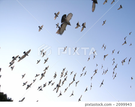 鴿子 鴿 飛走 2099943