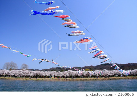 Cherry blossom trees in the Kitakami Katsuji area 2100066