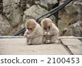 小猴子 猴子 猴 2100453