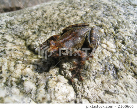 Red-headed frog 2100605