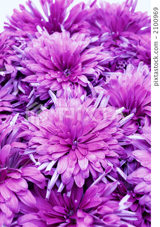 Edible chrysanthemum pastilles 2100969