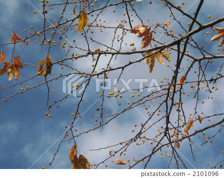 Yellow fruit vinegare fruit small pear 2101096
