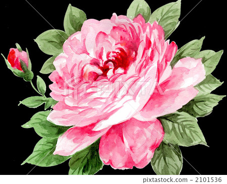 big flower, rose, roses 2101536