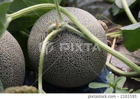 瓜 2101595